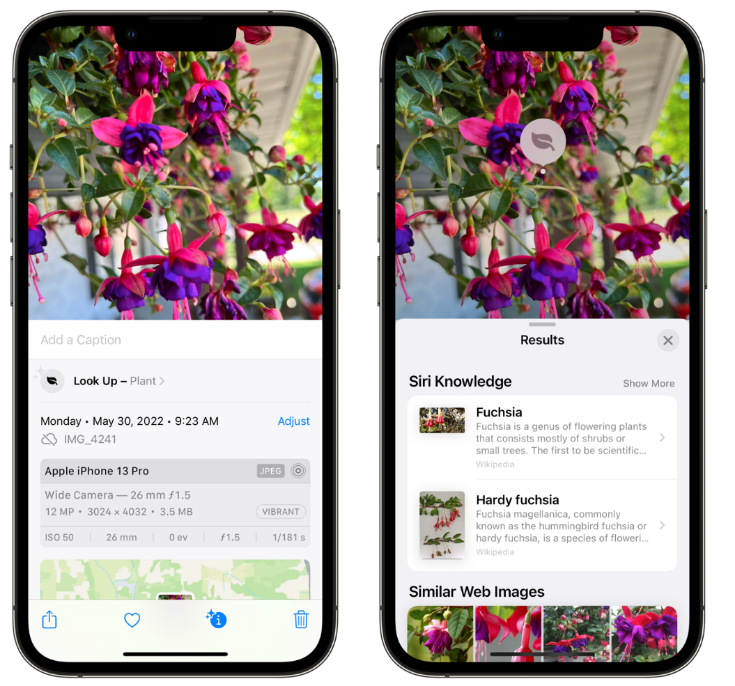 鼎湖苹果手机维修分享小技巧：使用 iPhone 相机识别花卉植物 